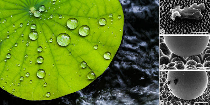 [Nano super water repellent TEE] realized with new generation nano super hydrophobic technology is now available!